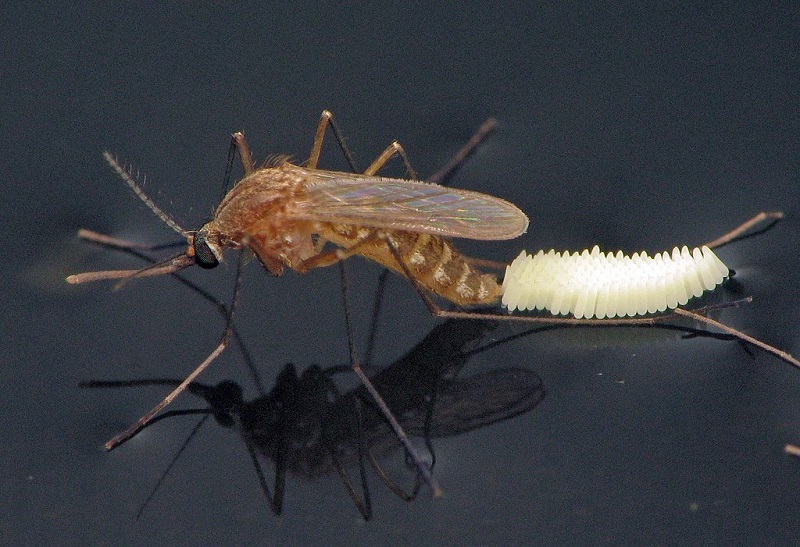 Muỗi là vector truyền bệnh chính của nhóm Arbovirus như virus miền Tây sông Nile